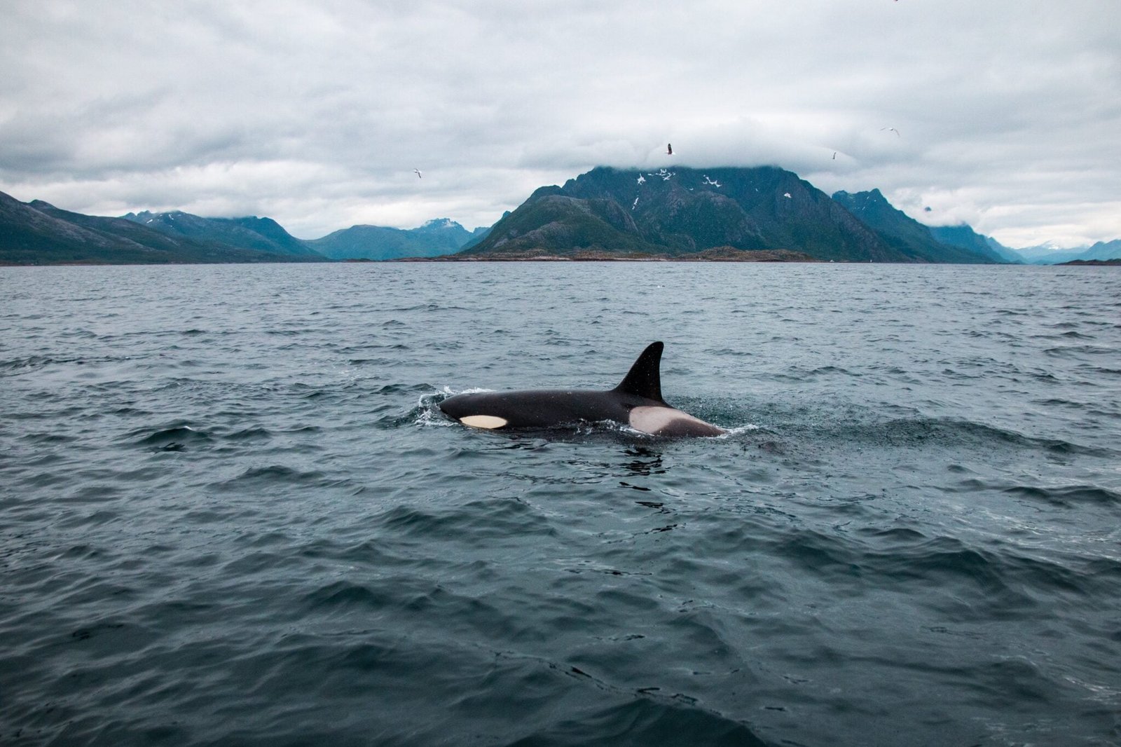 orca in norwegian fjord