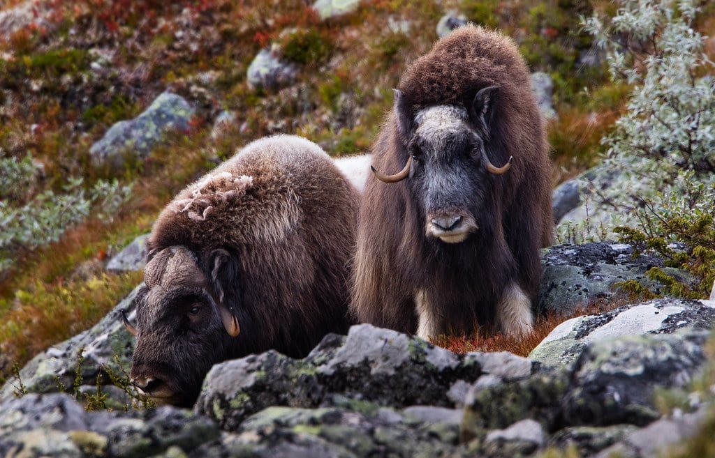 Muskoxen, typical Norwegian Wildlife for Dovrefjell National Park