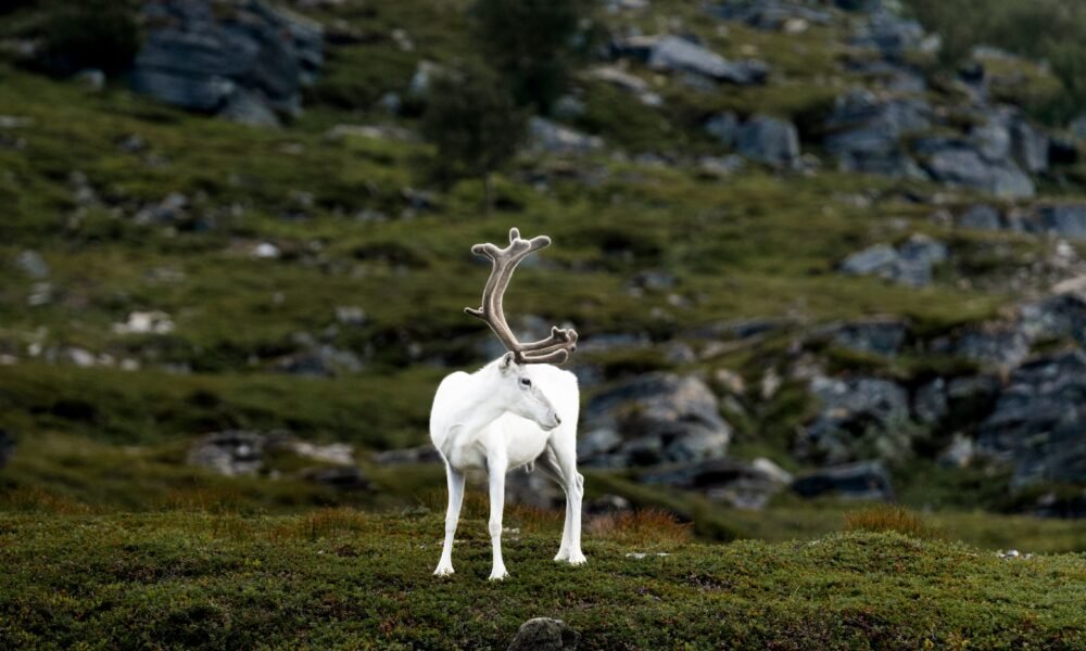 A white reindeer in the norwegian mountains