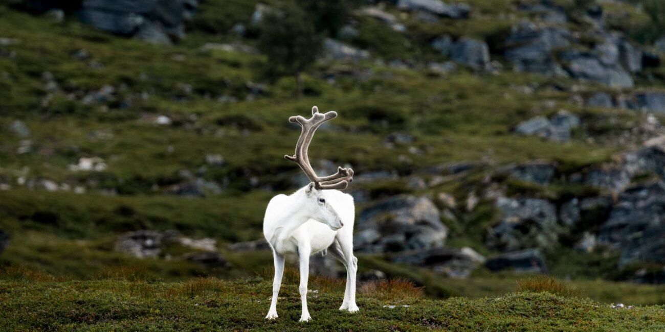 A white reindeer in the norwegian mountains