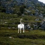 A white reindeer in the norwegian mountains