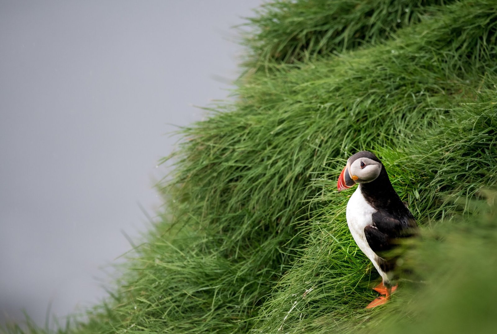 Puffin on Runde Island