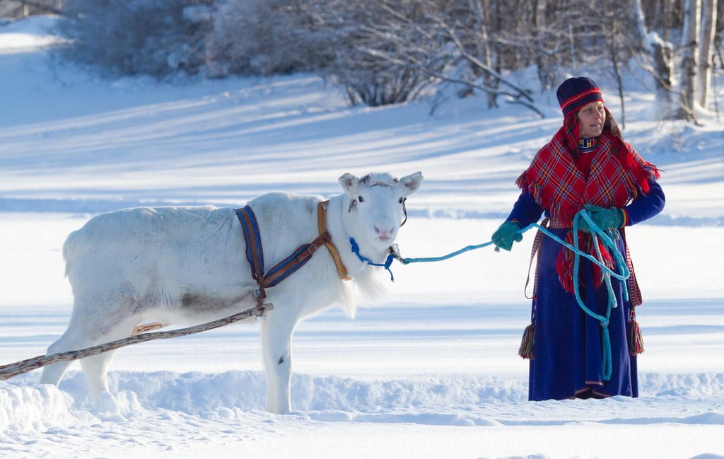 Sami woman with white reindeer